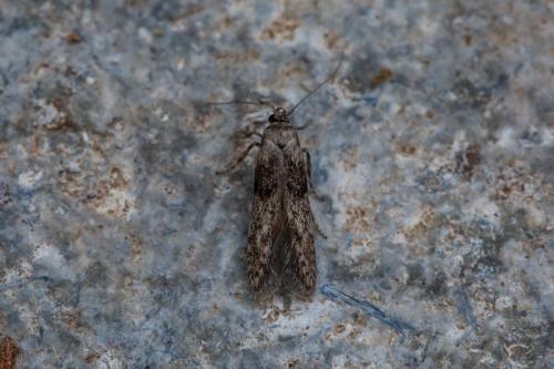 Blastobasis sp.